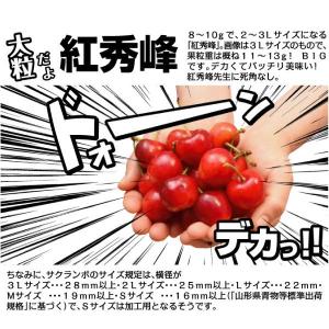 国華園 果樹苗 サクランボ 紅秀峰 青葉台 1株の詳細画像3