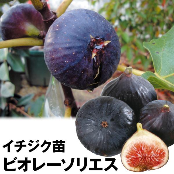 イチジク ビオレーソリエス 3株 果樹苗 国華園