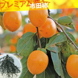 国華園 果樹苗 カキ 完全甘柿 太豊PVPプレミアム苗 1株 : 花と緑 国