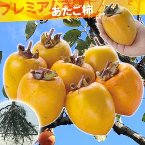 国華園 果樹苗 カキ 完全甘柿 富有 プレミアム苗 1株 : 花と緑 国華園