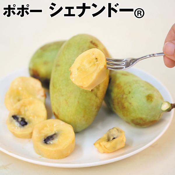 ポポー シェナンドーR 1株 果樹苗 国華園