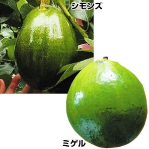 アボカド 苗木の商品一覧 通販 Yahoo ショッピング