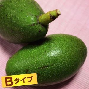 アボカド 苗木の商品一覧 通販 Yahoo ショッピング