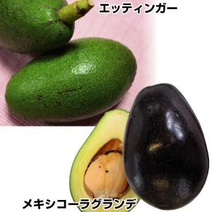 寒さに強い常緑樹 果樹の苗 苗木 の商品一覧 苗木 植木 花 ガーデニング 通販 Yahoo ショッピング