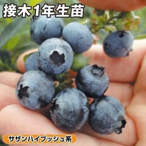 国華園 アボカド メキシコーラグランデ Aタイプ 1株 果樹苗 : 花と緑