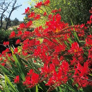 花苗 オリエンタルポピーセット 3種3株 / 花の苗 オニゲシ 鬼芥子 : 花