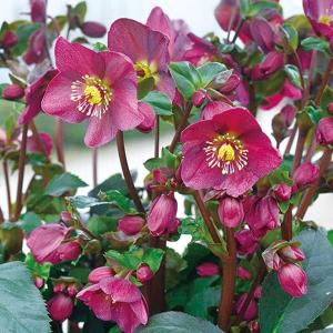 クリスマスローズ 開花実績株 クレオパトラ交配 クリスマスローズ 広瀬園芸 クレオパトラ 0211-021 現品販売