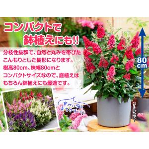 国華園 ブッドレア苗 バタフライキャンディーR...の詳細画像2