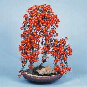 多彩な色の菊 盆栽用苗 約30cm 菊苗 小菊 盆栽菊 北斗の街 1株 : 花と緑 国華園 - 通販 - Yahoo