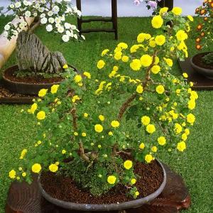 菊苗 小菊 盆栽菊 花王 1株 菊の苗 キク 国華園 : 花と緑 国華園 菊苗 小菊 盆栽菊 花王 1株 菊の苗 キク 国華園 : 花と緑 国華園