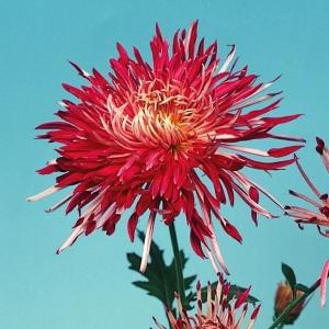 クリスマスローズ 開花苗 090 ピコティホワイト : 花郷園 KAGOEN