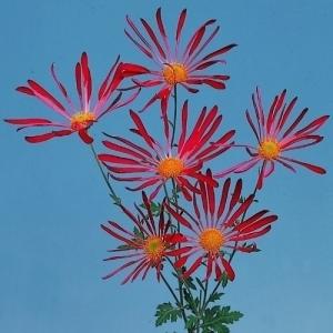 菊苗 小菊 江戸菊 江戸黄八丈 1株 : 花と緑 国華園 - 通販 - Yahoo