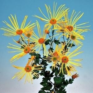 菊苗 小菊 江戸菊 江戸黄八丈 1株 : 花と緑 国華園 - 通販 - Yahoo