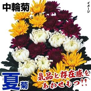 緑菊 グリーンループ : e-MUMshop Yahoo!店 - 通販 - Yahoo!ショッピング