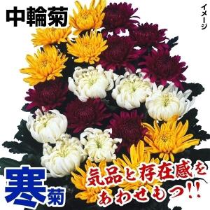 菊苗 特選7月咲中輪菊セット 3種6株(各2株・名称付) : 花と緑 国華園