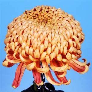 ツバキ 苗 ファイヤーダンス 1株 珍しい椿の苗 花木苗 国華園 : 花と緑
