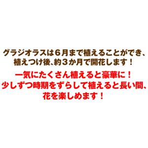 グラジオラス 球根 普通球 白花 30球 グラ...の詳細画像2