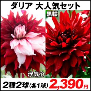 黒蝶 ダリアの商品一覧 通販 Yahoo ショッピング