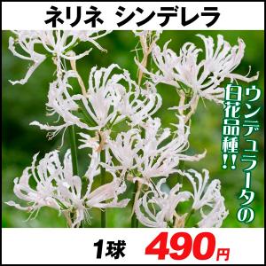 ネリネの商品一覧 通販 Yahoo ショッピング