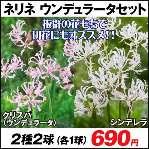 ネリネの商品一覧 通販 Yahoo ショッピング