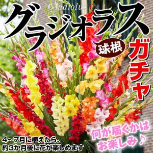 グラジオラス 球根ガチャ(無選別) 送料無料 ...の詳細画像1