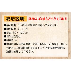 グラジオラス 球根ガチャ 50球 (無選別) ...の詳細画像3