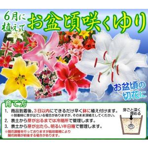 ユリ球根シベリアの商品一覧 通販 Yahoo ショッピング