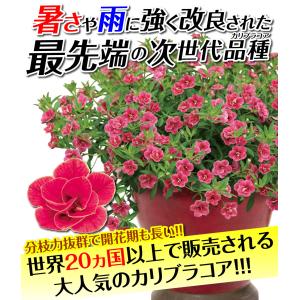 花苗 カリブラコア スーパーベル(R) ダブル...の詳細画像1