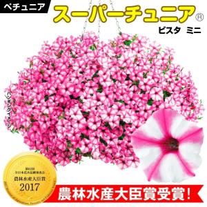 花苗 スーパーチュニア（R） ビスタミニ ピンクスター 2株 PW ペチュニア 花の苗