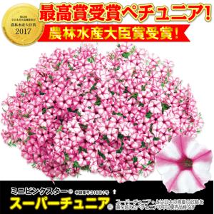 花苗 スーパーチュニア(R) ビスタミニ ピン...の詳細画像1