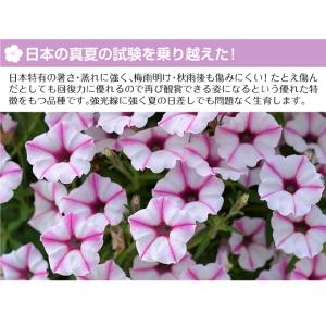 花苗 スーパーチュニア(R) ビスタミニ ピン...の詳細画像2