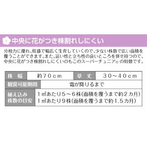花苗 スーパーチュニア(R) ビスタミニ ピン...の詳細画像3