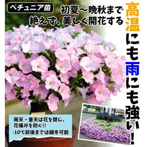 国華園 花苗 ペチュニア さくらさくらPVP 3株の詳細画像1
