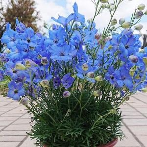 花苗 デルフィニウム チアブルー 2株