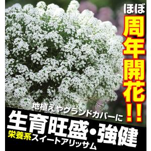 花苗 スーパーアリッサム スノープリンセスPV...の詳細画像1