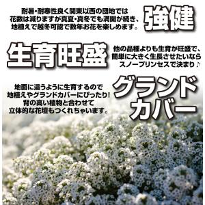 花苗 スーパーアリッサム スノープリンセスPV...の詳細画像2
