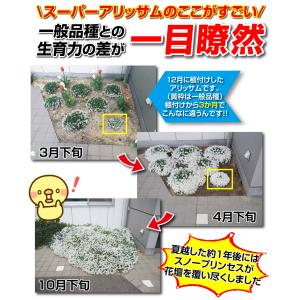 花苗 スーパーアリッサム スノープリンセスPV...の詳細画像3