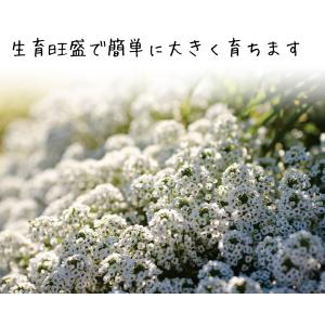 花苗 スーパーアリッサム スノープリンセスPV...の詳細画像4