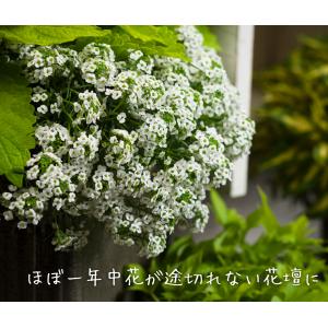 花苗 スーパーアリッサム スノープリンセスPV...の詳細画像5