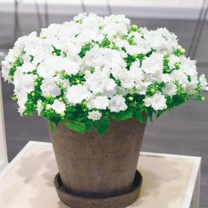 花苗 カンパニュラ ホワイトライクミーPVP 2株 PW 花の苗