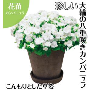 花苗 カンパニュラ ホワイトライクミーPVP ...の詳細画像1