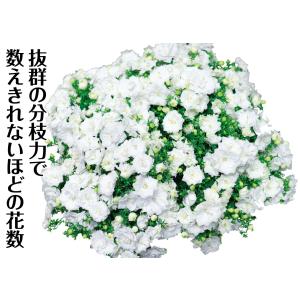 花苗 カンパニュラ ホワイトライクミーPVP ...の詳細画像2