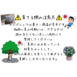 花苗 カンパニュラ ホワイトライクミーPVP ...の詳細画像3