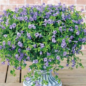 花苗 スーパートレニア カタリーナ ブルーリバーPVP 2株 / PW 花の苗 夏すみれ