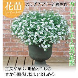 花苗 ニーレンベルギア オーガスタ ブルーリン...の詳細画像1