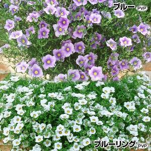 花苗 ニーレンベルギア オーガスタセット 2種4株 PW 花の苗