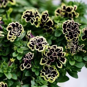 花苗 ペチュニア 花衣(はなごろも) 黒真珠PVP 2株 花の苗