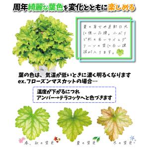 国華園 花苗 ヒューケラ ドルチェ フローズン...の詳細画像1