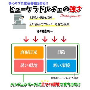 国華園 花苗 ヒューケラ ドルチェ フローズン...の詳細画像2