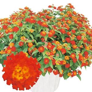 花苗 スーパーランタナ サニーイエローPVP 2株 爆買 : 花と緑 国華園